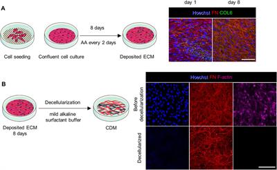 Personalized in vitro Extracellular Matrix Models of Collagen VI-Related Muscular Dystrophies